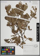 Foto von Salix atrocinerea Brot.